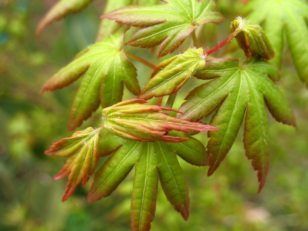 Acer japonicum en primavera con hojas verdes frescas
