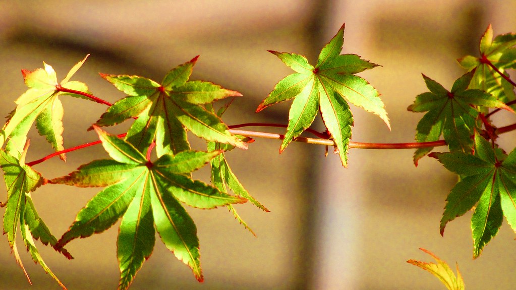 Sistema de riego por goteo