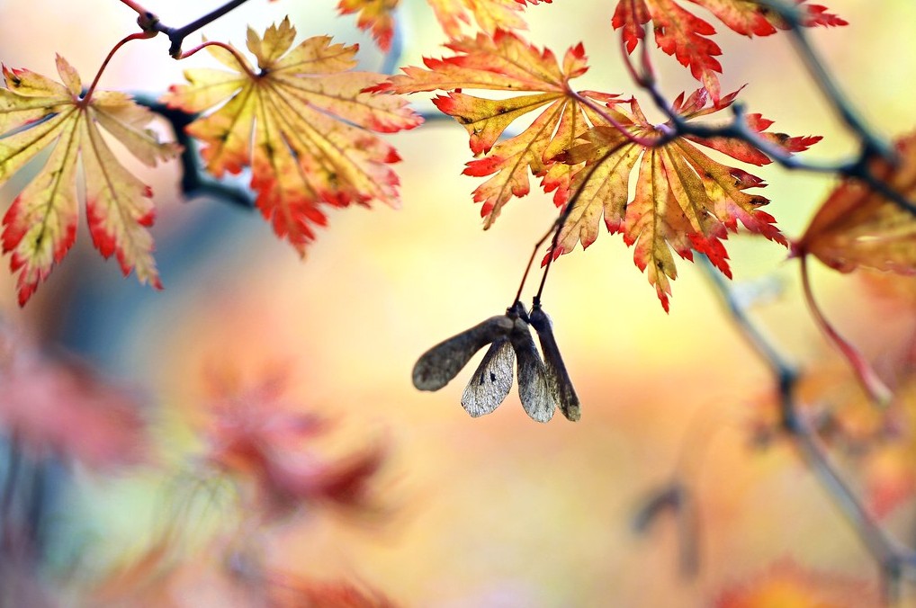 Diseño de jardín japonés con Acer japonicum