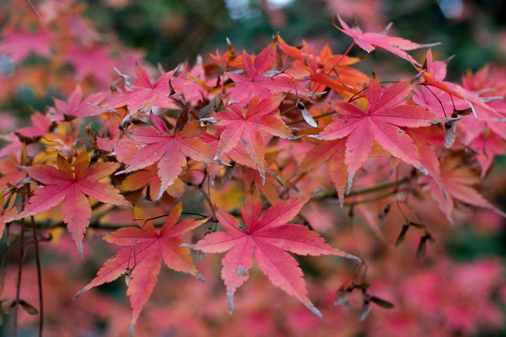 Combinaciones de plantas con Acer japonicum