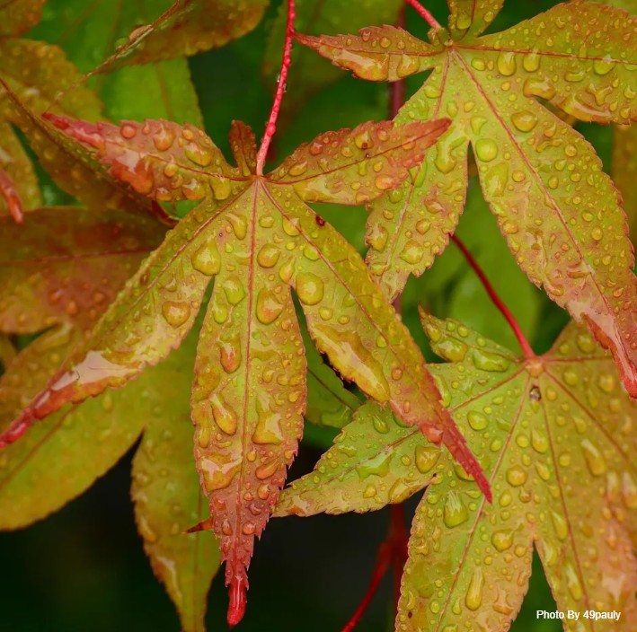 Acer japonicum en jardín de sombra