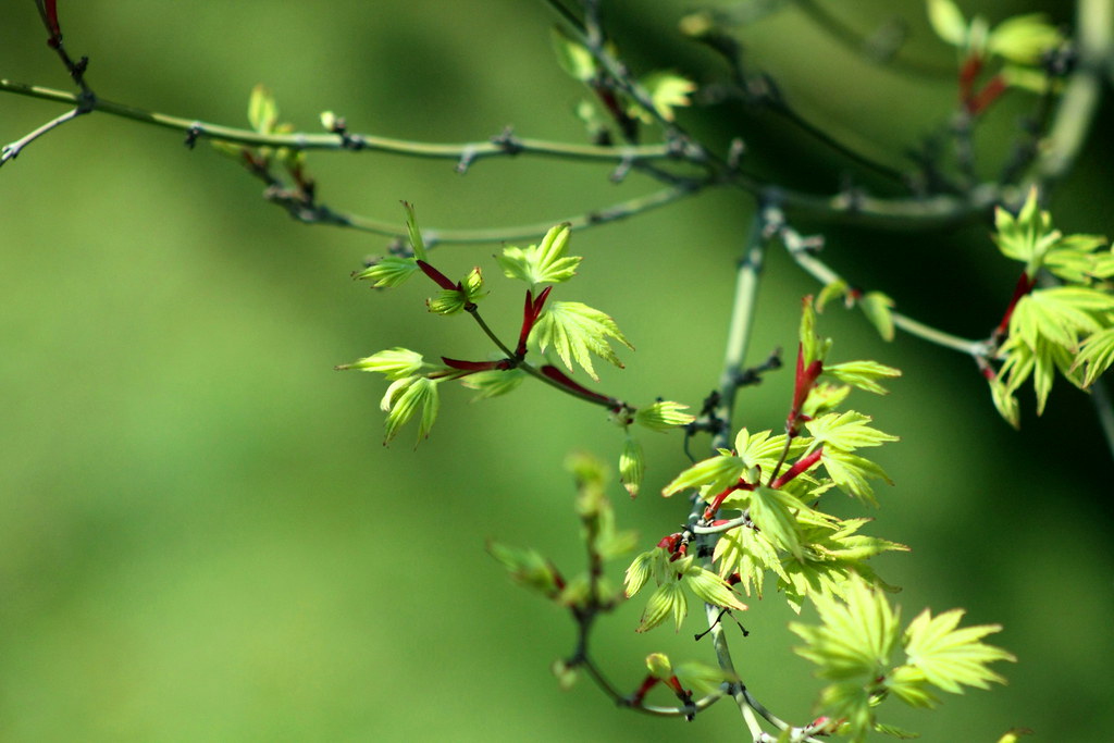 Acer japonicum en verano con follaje pleno