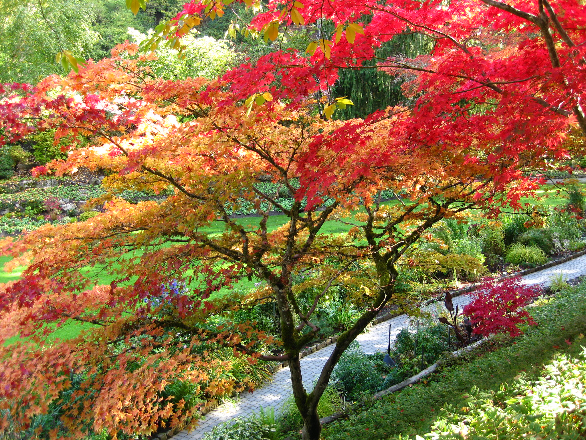 Acer japonicum 'Vitifolium' con hojas grandes