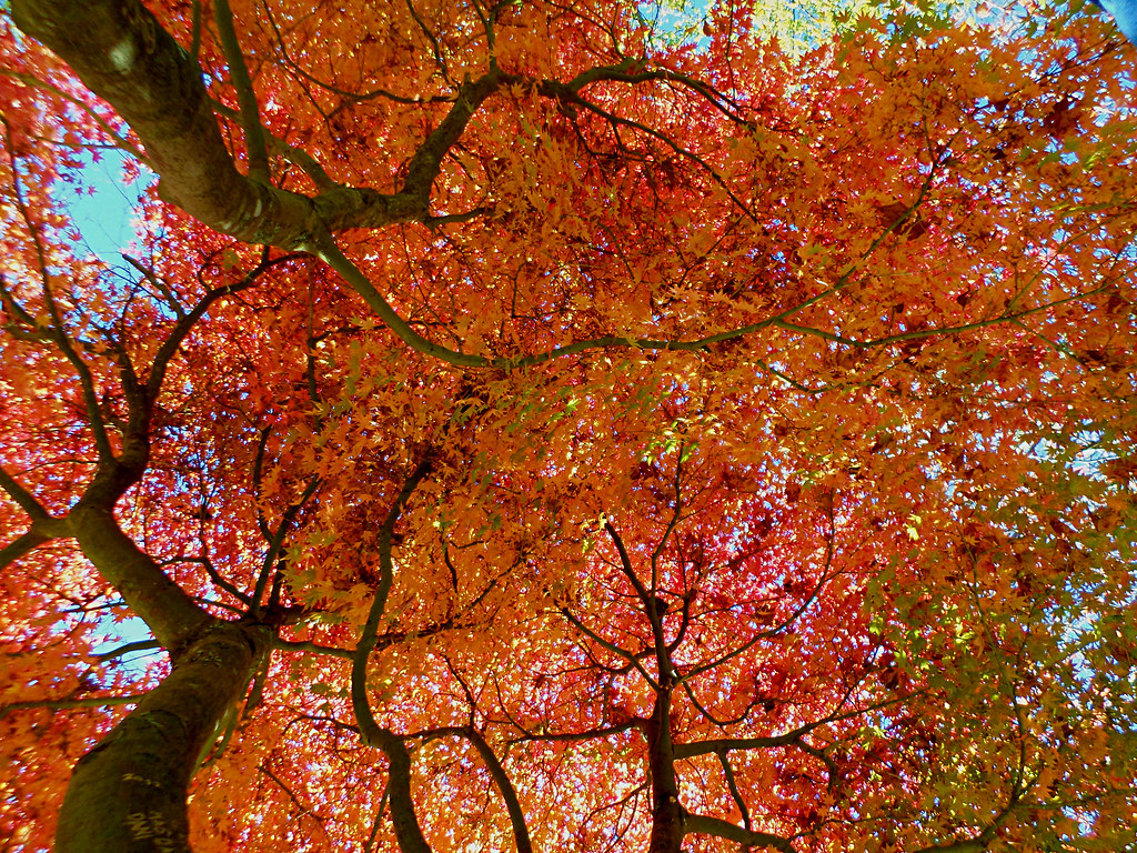 Acer japonicum 'Green Cascade' con porte llorón