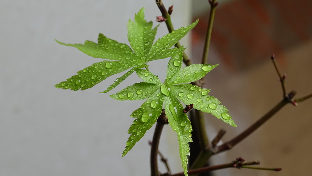 Acer japonicum 'Fairy Lights' con hojas variegadas