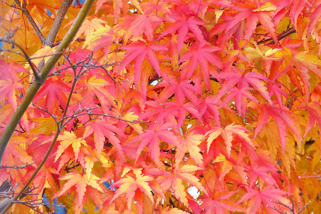Proceso de plantación de Acer japonicum