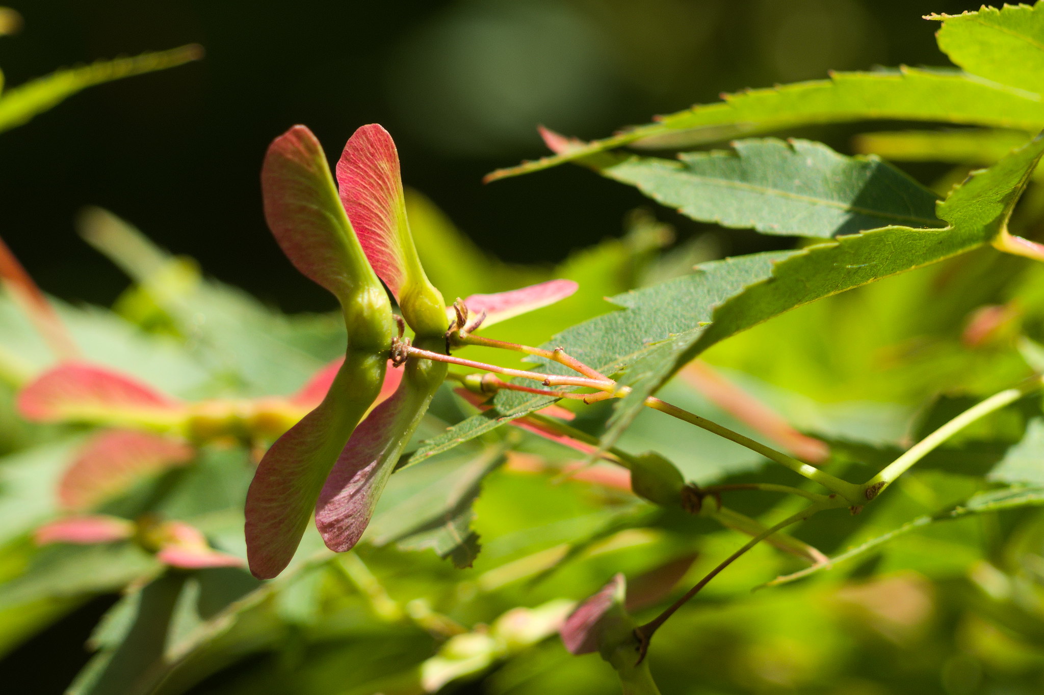 Técnica de poda en Acer japonicum