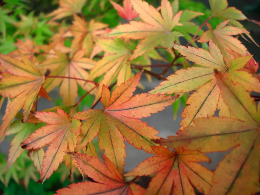 Detalle de follaje de arce japonés en transición de colores otoñales